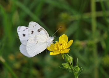 Checkered White male